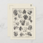  hondenrassen briefkaart (Voorkant / Achterkant)