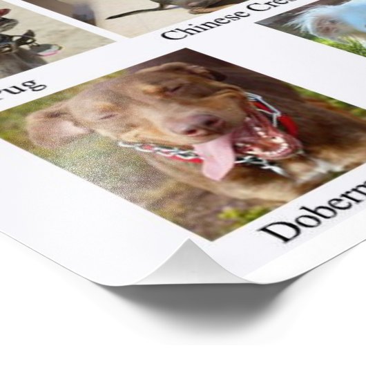 Hondenrassen Chart Poster (Hoek)