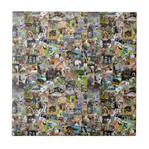 Hondenrassen Foto Collage, Tegeltje
