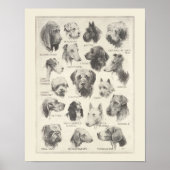  hondenrassen poster (Voorkant)