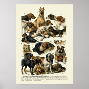 Hondenrassen Retro Victoriaans Tijdperk 1895 Showw Poster