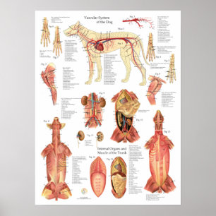 Hondenspieren slagaders Anatomie Chart Poster