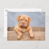 Hondje Ansichtkaart Briefkaart (Voorkant / Achterkant)