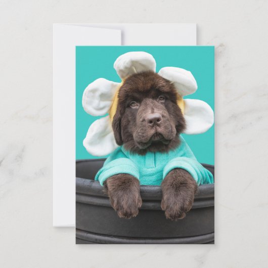 Hondje in een bloempot wenskaart bedankkaart (Voorkant)