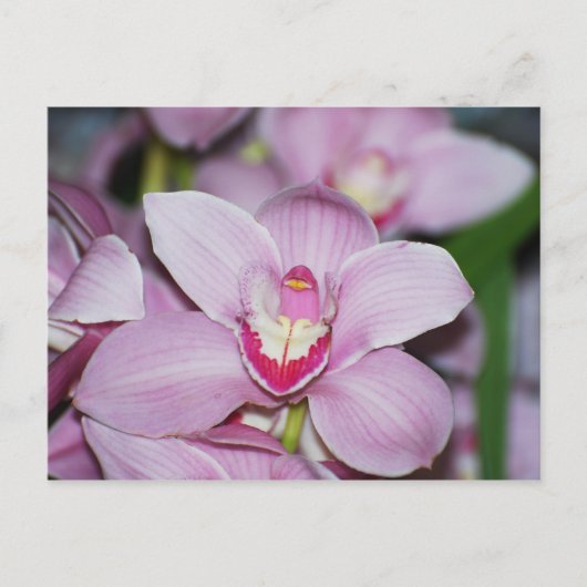 Honduran Orchideeën Briefkaart (Voorkant)