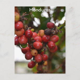 Honduras Coffee Beans Briefkaart