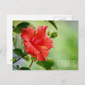 Honduras hibiscus flower briefkaart (Voorkant / Achterkant)