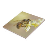 Honey bee feeding on flower tegeltje (Zijkant)