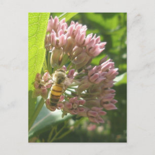 Honey Bee sur carte postale Milkweed