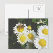 Honey Bee sur la carte postale Fall Mums (Devant / Derrière)