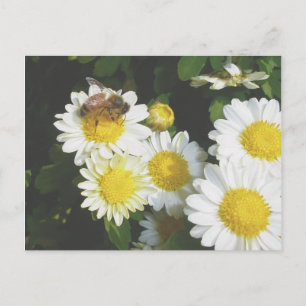 Honey Bee sur la carte postale Fall Mums