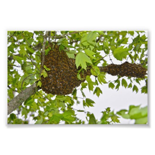 Honey Bee Swarm Foto Afdruk (Voorkant)