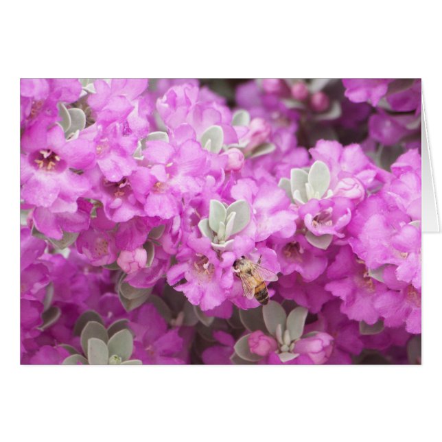 Honey Bee & Texas Sage (Devant horizontal)