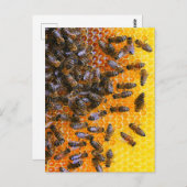 HONEY BEES BRIEFKAART (Voorkant / Achterkant)