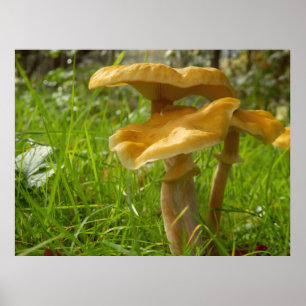 Honey Fungus Poster
