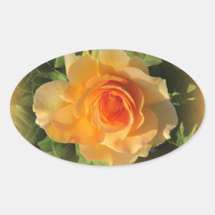 Honey Parfum Roos Stickers