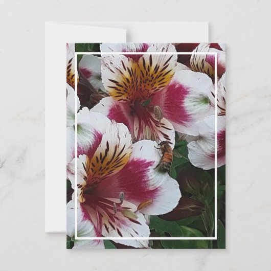 Honeybee en Alstromerias Enclosure Kaart (Voorkant)