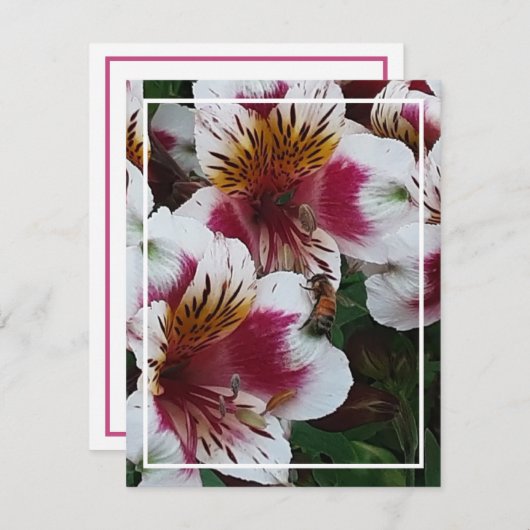 Honeybee en Alstromerias Enclosure Kaart (Voorkant / Achterkant)