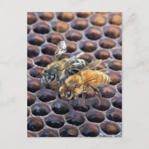 Honeycomb bijen briefkaart