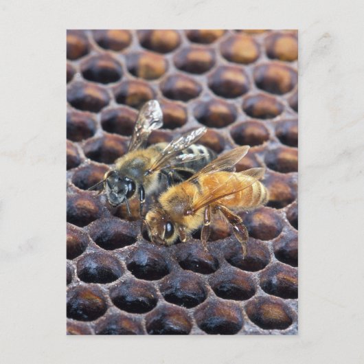 Honeycomb bijen briefkaart (Voorkant)