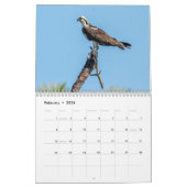 Honeymoon Island Osprey 2026 Kalender (Feb 2026)
