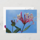 honeysuckle-1, Honeysuckle Briefkaart (Voorkant / Achterkant)