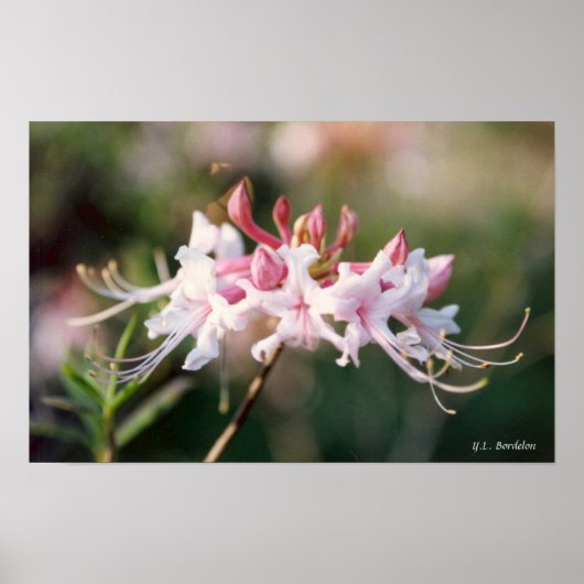 Honeysuckle Azalea Wildflower Poster (Voorkant)