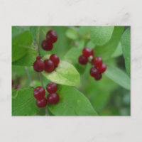 Honeysuckle Berries