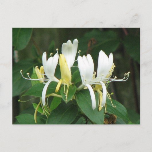Honeysuckle Briefkaart (Voorkant)