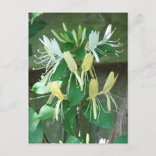 Honeysuckle Briefkaart (Voorkant)
