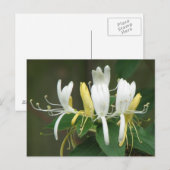 Honeysuckle Briefkaart (Voorkant / Achterkant)