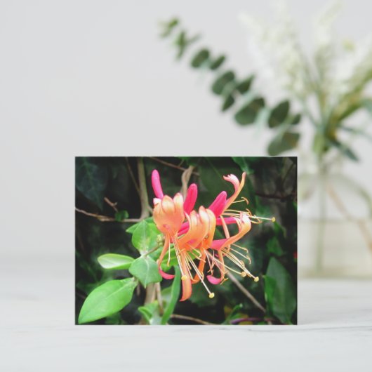 Honeysuckle d'automne ~ carte postale (Debout devant)