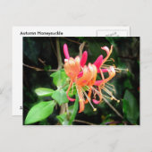 Honeysuckle d'automne ~ carte postale (Devant / Derrière)