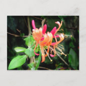 Honeysuckle d'automne ~ carte postale (Devant)