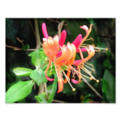 Honeysuckle d'automne ~ Photo (Devant)