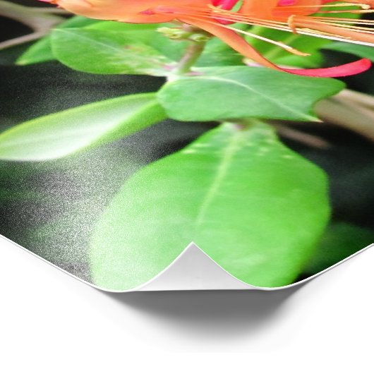 Honeysuckle d'automne ~ Photo (Coin)