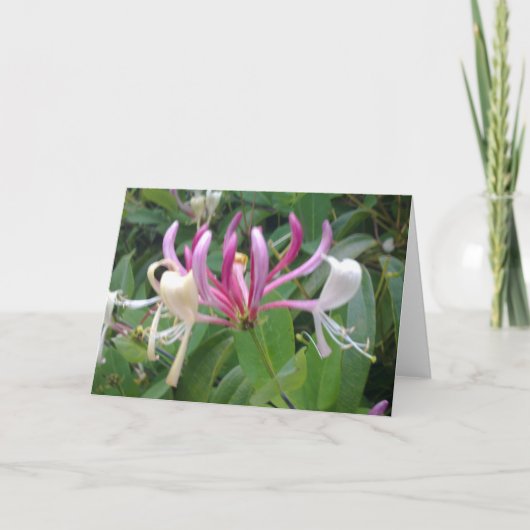 Honeysuckle Flower Kaart (Voorkant)