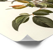 Honeysuckle Flowers Art Print Poster (Coin)