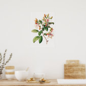 Honeysuckle Flowers Art Print Poster (Cuisine)