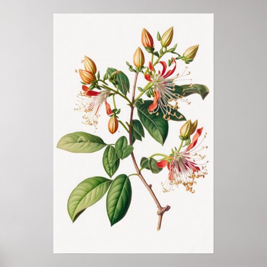 Honeysuckle Flowers Art Print Poster (Devant)