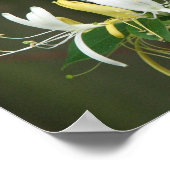 Honeysuckle Poster (Hoek)