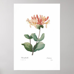 Honeysuckle Poster