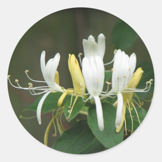 Honeysuckle Ronde Sticker (Voorkant)