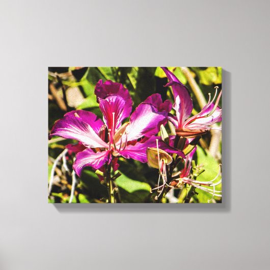 Hong Kong Orchid Tree Canvas (Voorkant)