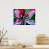 Hong Kong Orchid Tree Poster (Keuken)