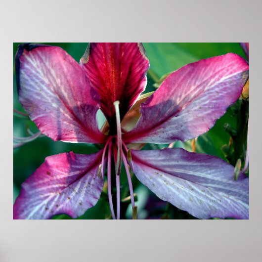 Hong Kong Orchid Tree Poster (Voorkant)