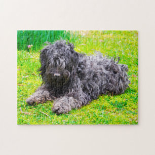 Hongaarse Puli hond. Legpuzzel