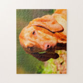 Hongaarse Vizla Dog Jigsaws. Legpuzzel (Verticaal)