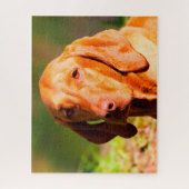 Hongaarse Vizla Hond Legpuzzels. Legpuzzel (Verticaal)