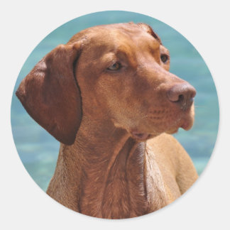 Hongaarse Vizsla-hond Ronde Sticker